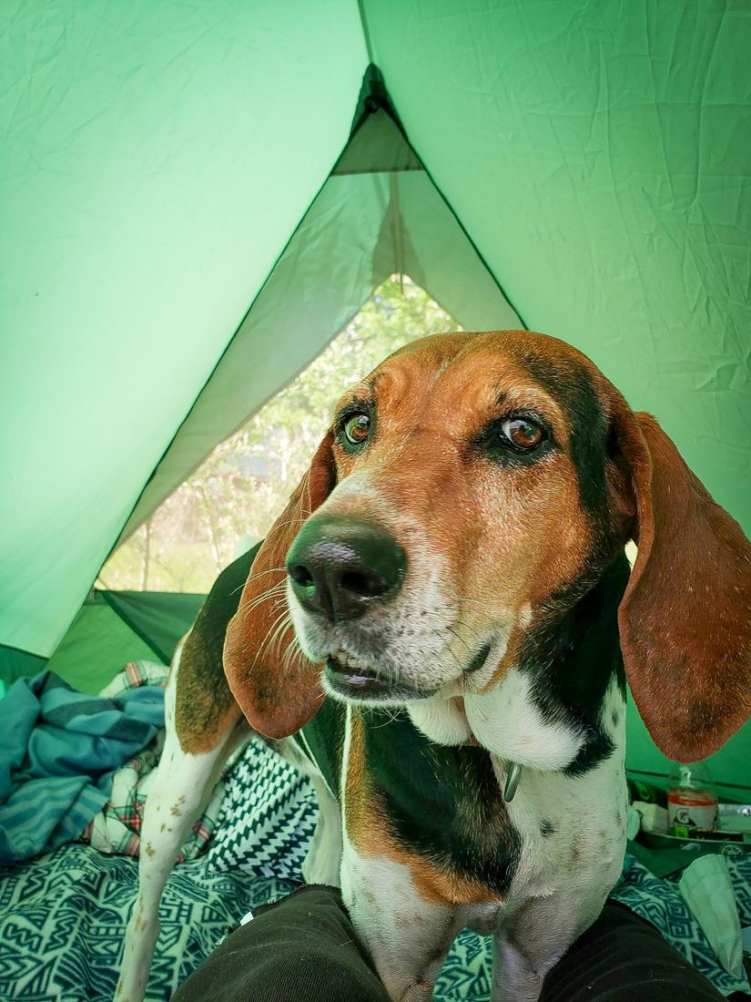 A hound with big floppy ears looking into the camera from inside a green tent